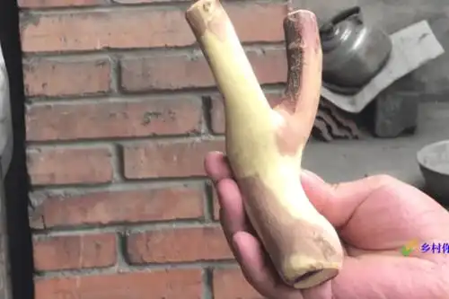 野酸枣木手工制作弹弓,木质坚硬颜色金黄有任性,多少钱都不肯卖