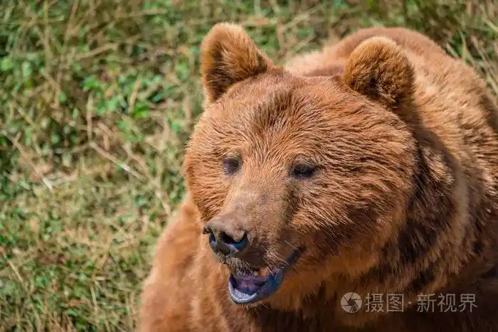 接近草地上棕色熊头