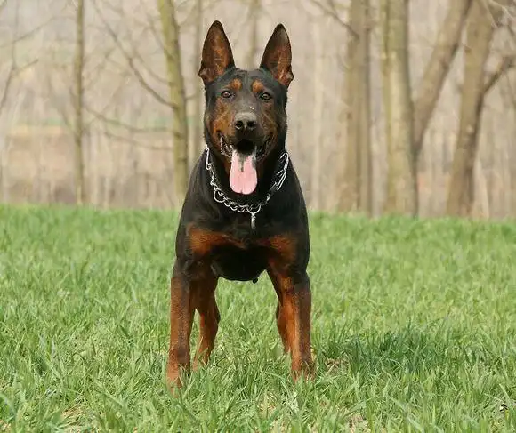 莱州红犬最真实价格到底多少钱一只养殖基地哪里有