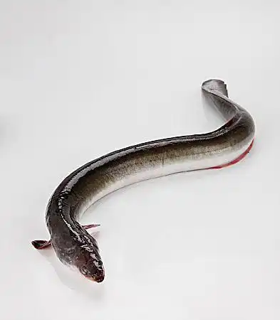 鳗鱼图片_图片大全