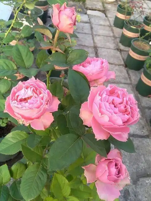 细波月季日月新品涟漪切花花多头玫瑰