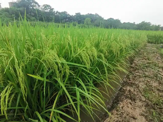 水稻- 广西绿海种业有限公司