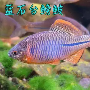 蓝石台鳑鲏中国原生冷水观赏鱼稀有鳑鲏小型淡水鱼冬天不用加温