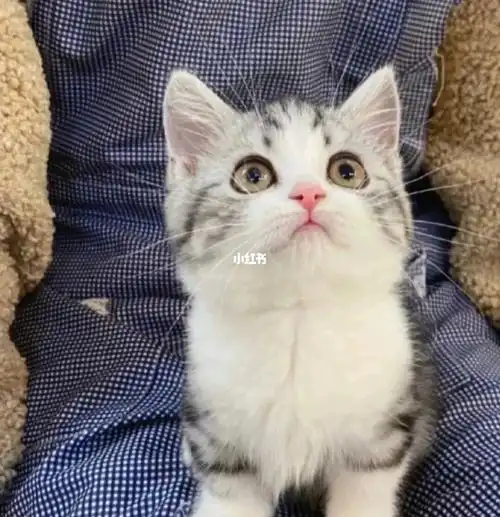 美短加白自家养的美短幼猫,纯种小可爱,是个短腿
