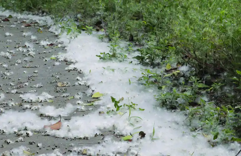 杨树炸毛杨絮纷飞