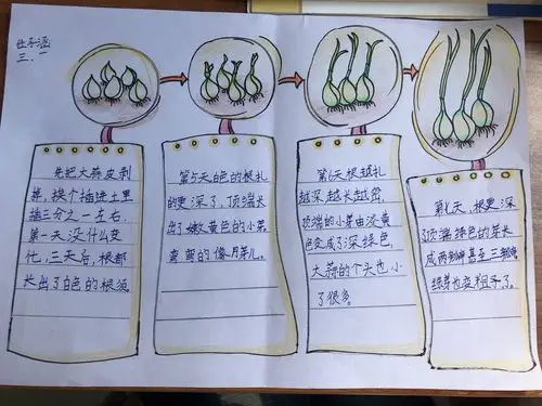 任子涵观察的也很仔细,而且有条理的记录了生长过程