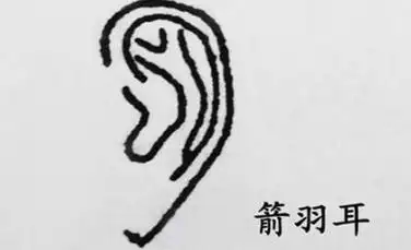 箭羽耳命运如何箭羽耳又名鸡嘴耳,其特点是耳高于眉,上耳宽下耳尖,耳