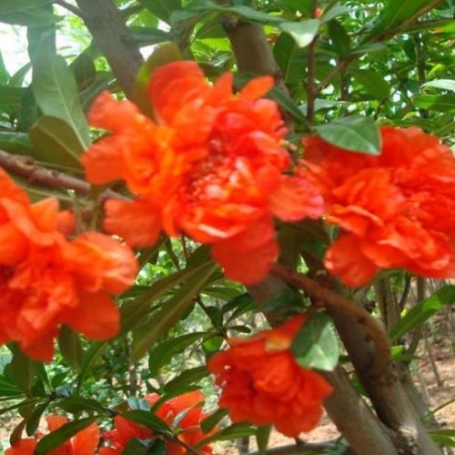 牡丹花石榴庭院地景树中国红五年老树满花苞挂果园林现挖保湿包邮