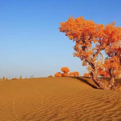 图片微信头像胡杨 微信头像图片大全 -【爱个性】