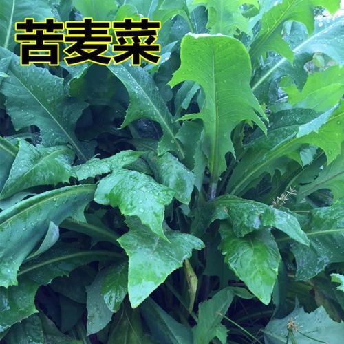 昊兰诺多年生牧草猪牛羊鸡鸭鹅鱼兔虾苦麻菜苦麦菜苦买菜草籽 一级苦