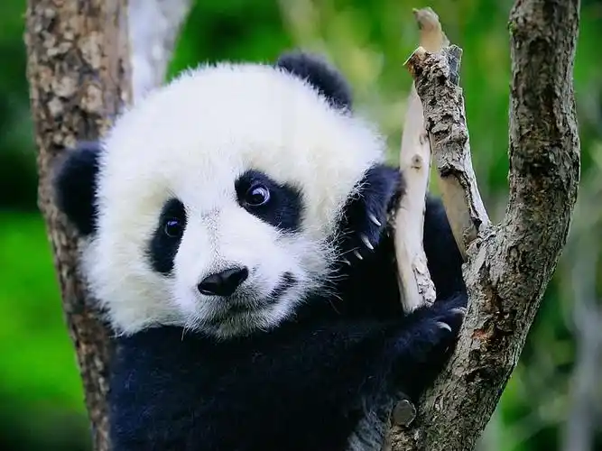 稻城亚丁之行(第一站)成都观赏国宝大熊猫 - 美篇