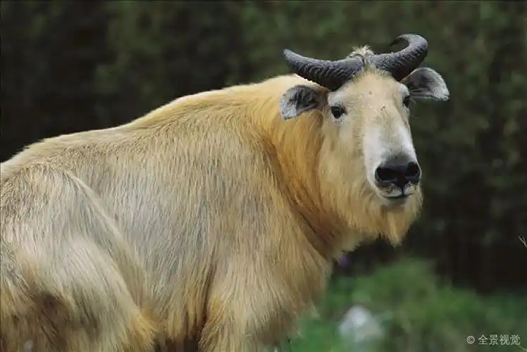 成年_肖像_秦岭_陕西_高清图片_全景视觉