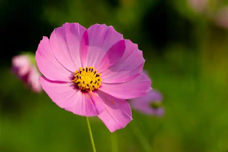 春天花会开 - andytao - 图虫