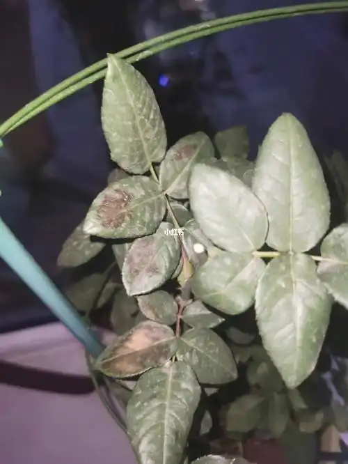 月季这是肥害了吗