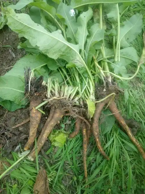 土大黄:一种药用植物的全面介绍