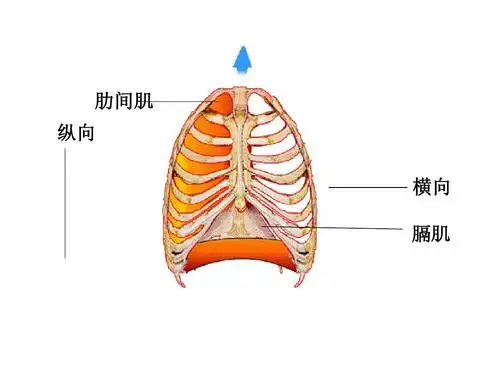 与外界的气体交换 课件(鲁科版七年级下) 肋间肌 纵向 : 横向 膈肌