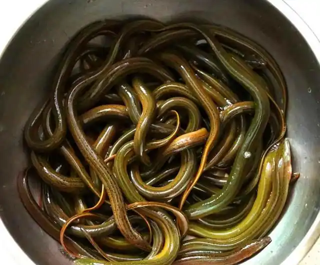 炸到黄鳝表皮出现金黄色,有酥脆的感觉,就可以捞出来备用了.