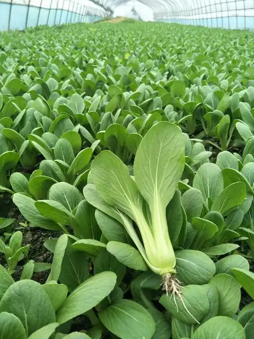 [小青菜批发]小青菜 常年不断货,质量有保证,诚信第一 ,欢迎新老客户