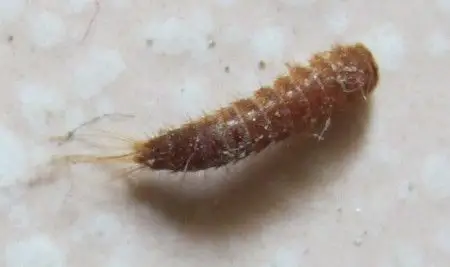 床头出现一些黑色的蠕动小虫,想知道是什么虫