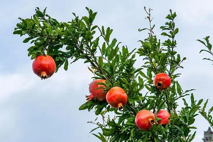 云南省楚雄州紫溪彝村石榴树上硕果累累