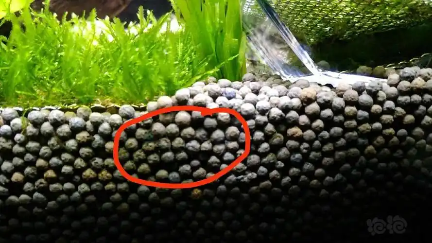 【其它】鱼缸沙里有这种虫,怎样处理?