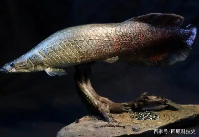 巨骨舌鱼也叫海象鱼,因舌头部位长出骨为齿而得名