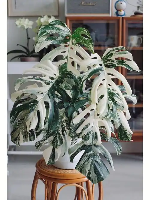 白锦龟背竹日本白龟