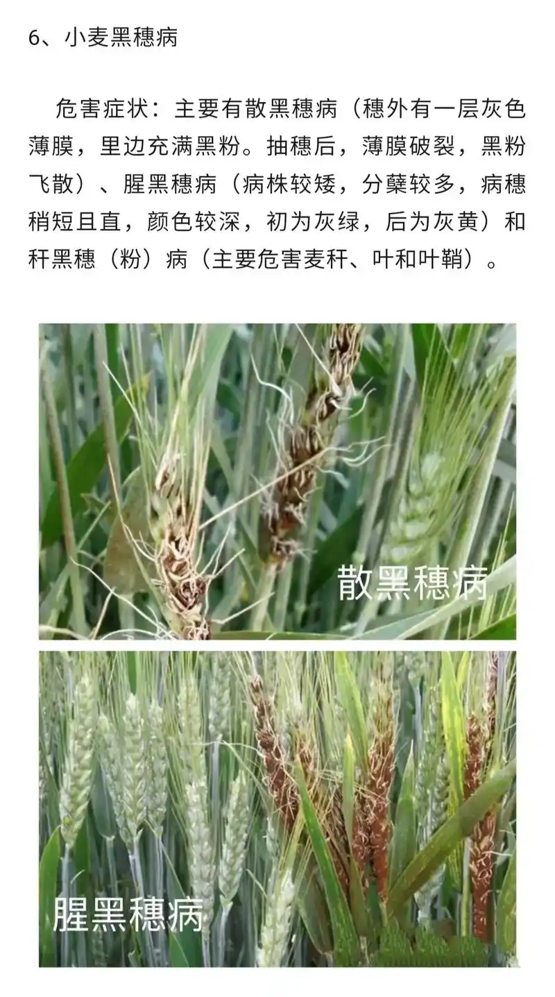 小麦病害图谱大全,点赞收藏好识别.识别对才能正确处理#分享农 - 抖音