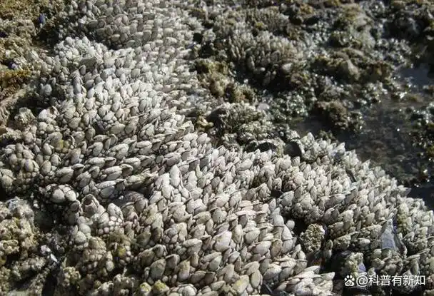 你可能不知道,这种长得像马牙一样的贝壳就是藤壶,别看它长得小,从