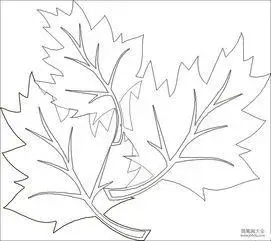 简笔画紫荆树叶