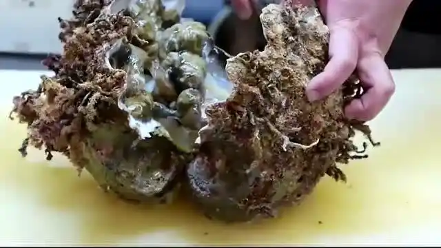 日本巨型"海蚌"打开后只能用肥美来形容