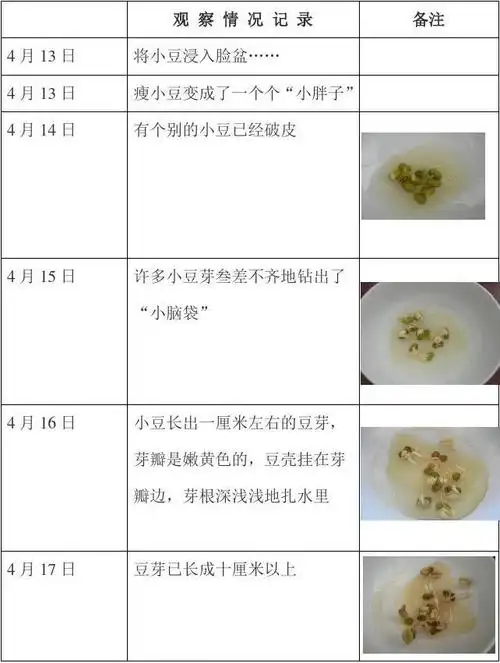 豆芽发芽生长过程观察记录表