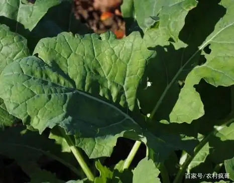 南方油菜开花是在2月份立春过一点,大牌就是正月十五过大年前后.