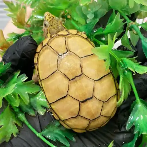 源本水族头盔苗活物蛋乌龟深水龟泥龟外观赏龟