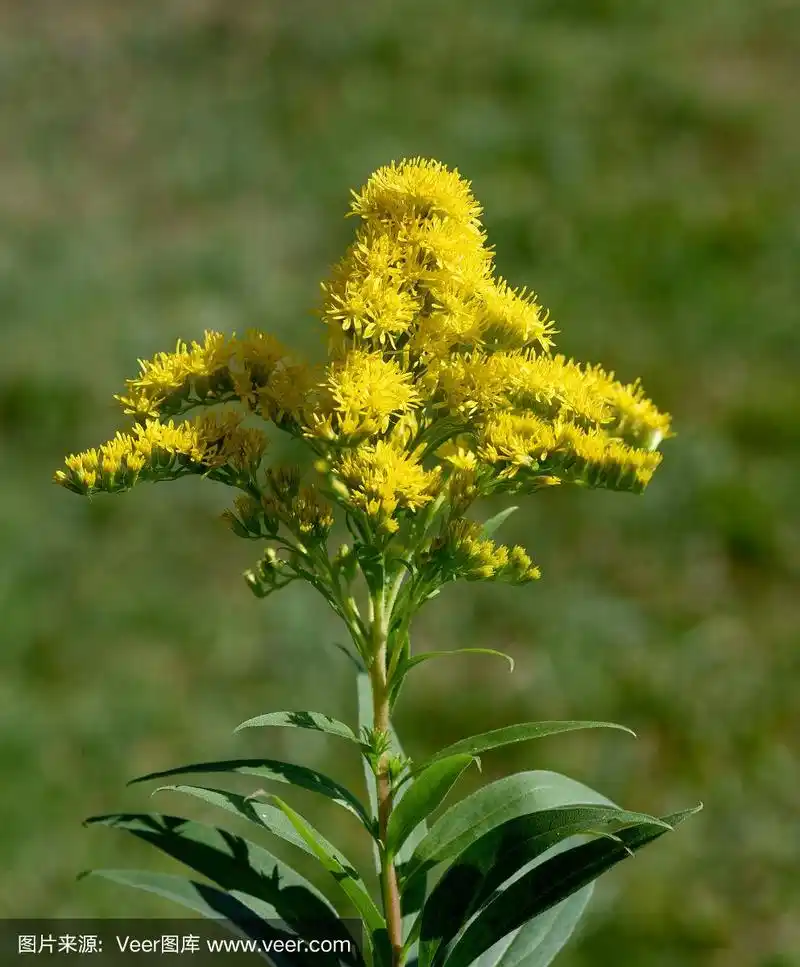 秋麒麟草属植物,一枝黄花