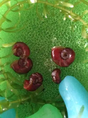 从别人家鱼缸里领回来5只小田螺 今天换水发现石头上有一小团像卵的