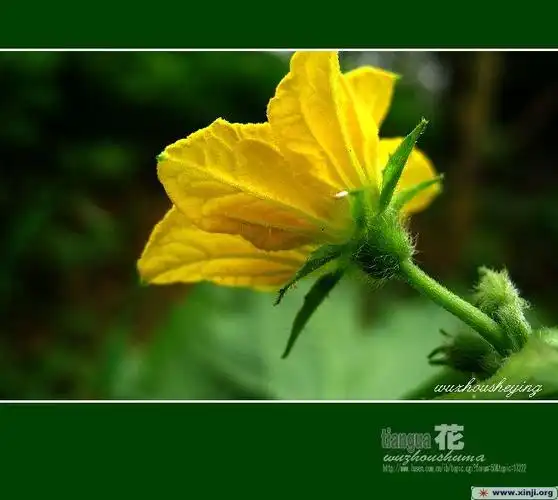 [原创]你见过甜瓜花吗a640