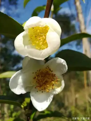 洁白的野山茶花