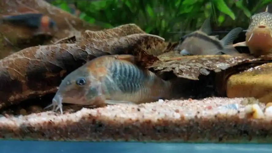 介绍一种冷门鼠:委内瑞拉青(咖啡)鼠 - 异型鼠鱼 - cta南美水族