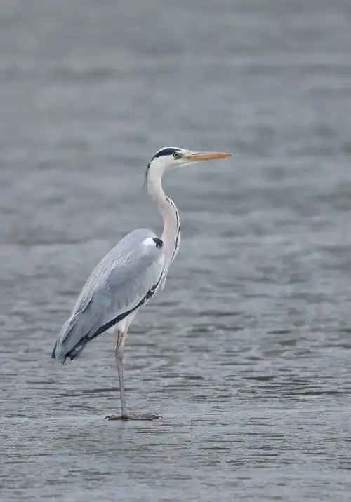 灰鹭和白鹭 - 美篇