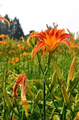 其它 美丽的遇见(十二)中国的母亲花—萱草 写美篇萱草花花语:  1