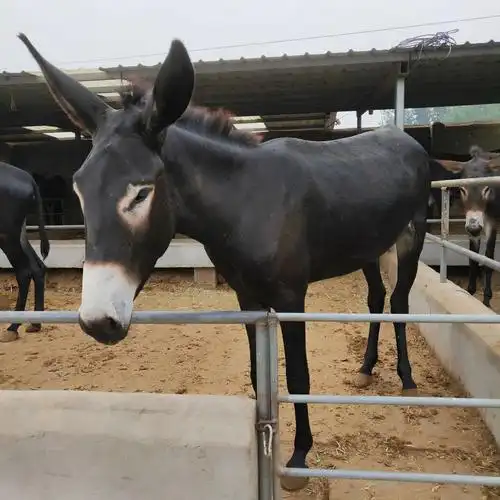 作种毛驴出栏肉驴鲜活畜类食用德州驴公驴 母驴养殖现货
