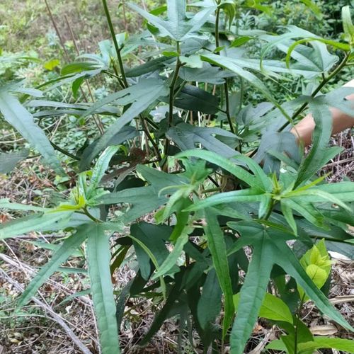 五指毛桃野生煲汤正宗细叶广西原生态新鲜现挖牛奶根批发