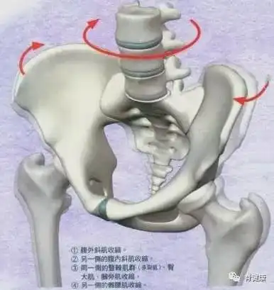美女你的屁股眨眼了骨盆旋转很危险
