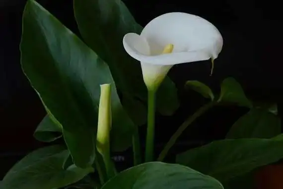 马蹄莲花语大全,介绍不同颜色的马蹄莲花语