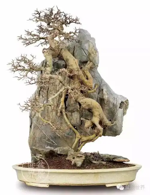 一组附石盆景欣赏, 一生相许,一世相依, 不离不弃,永不分离