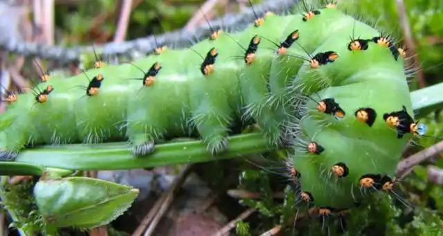 中国比较常见的毛毛虫种类有赤松毛虫,松毛虫,马尾松毛虫,梨星毛虫
