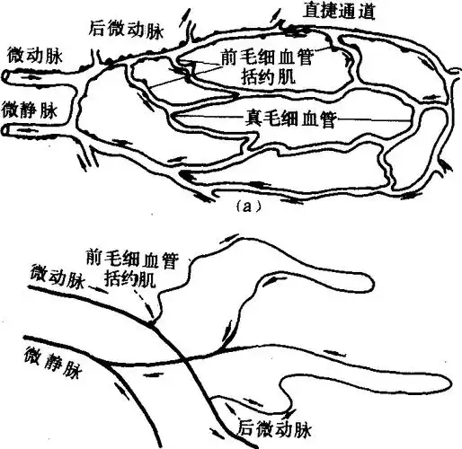 如人手指甲的微循环,仅由微动脉,微静脉及两者间呈袢状的毛细血管组成