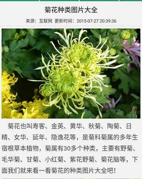 菊花有3o多个种类,3000多品种.