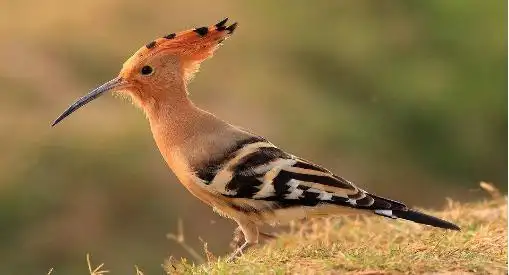 戴胜(学名:upupa epops)共有9个亚种.头顶具凤冠状羽冠;嘴形细长